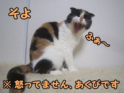 そよ