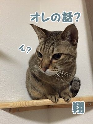 翔 (33)