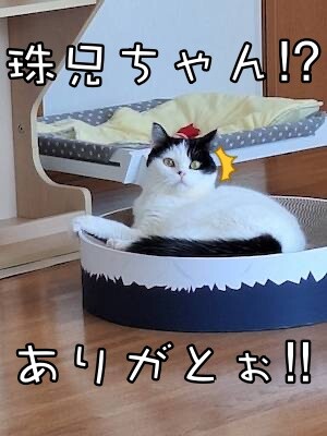 珠若928