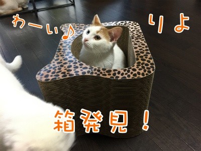 りよ25