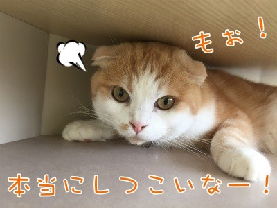 珠若265