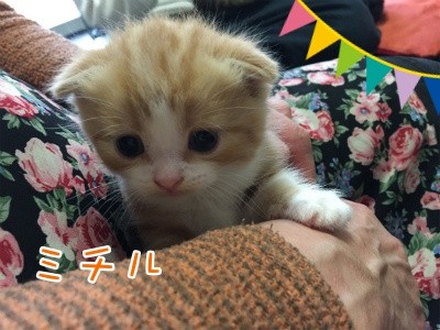 さよチビ29