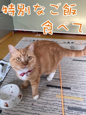 きなこ45