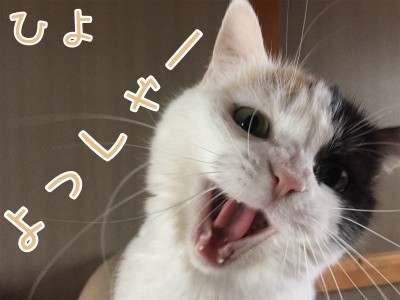 ひよ41
