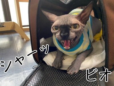 ビオ53