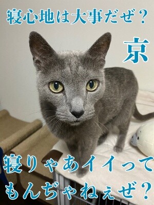 京428