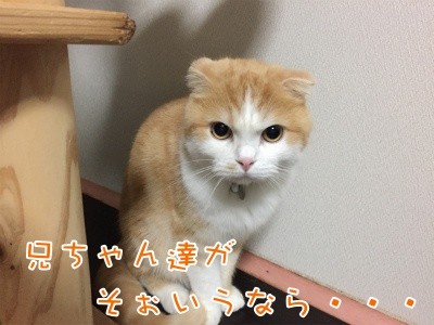 珠144