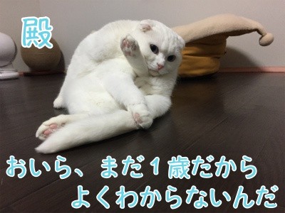 殿229