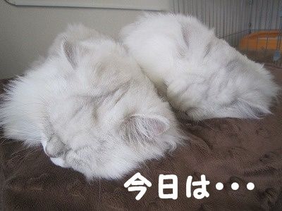 みんな (9)