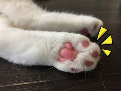ひめ14