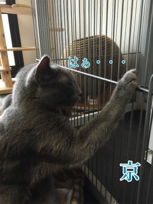 京27