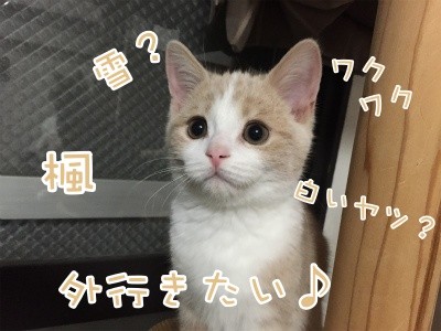 楓28