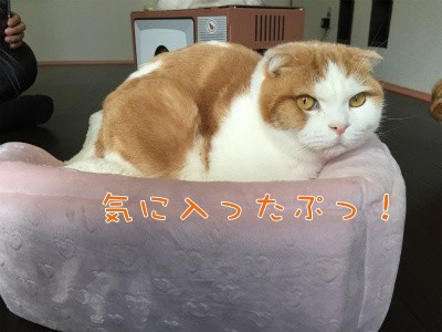 辰5