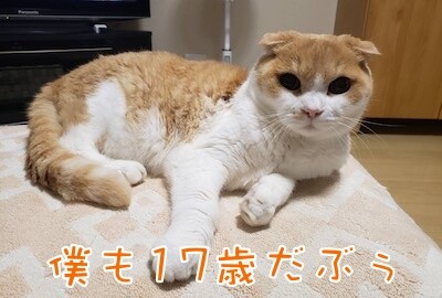 凌93
