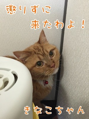 きなこ5