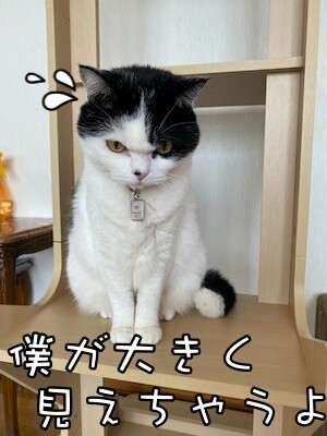 珠若267