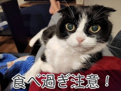 福豆32