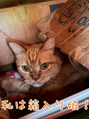 きなこ72