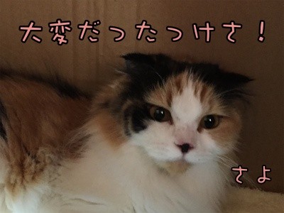 さよチビ1