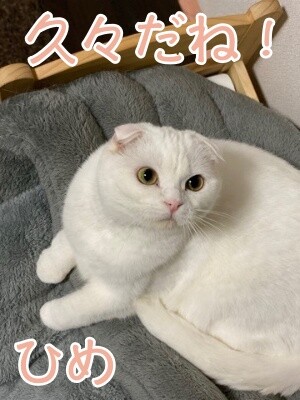 ひめ274