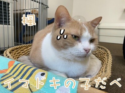 楓1264