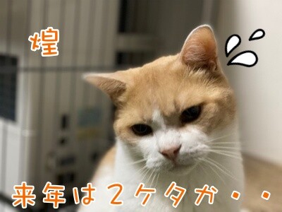煌241
