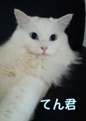 てん1