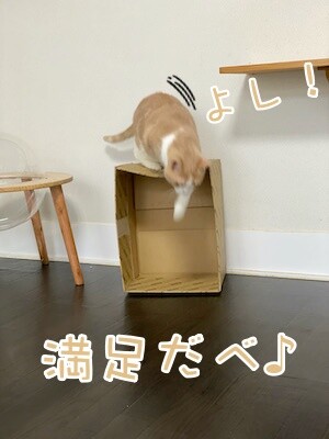 楓5