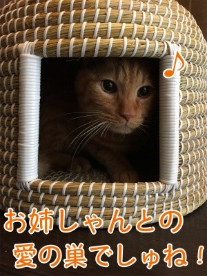 心54
