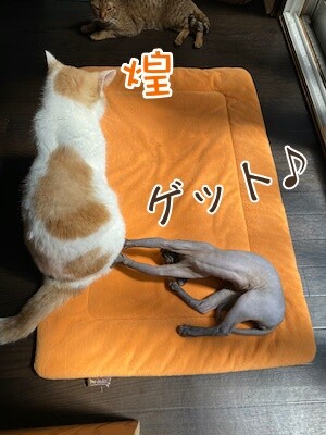 みんな443