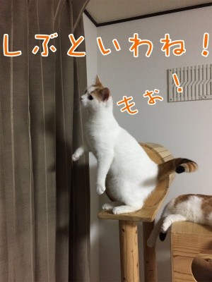 りよ19
