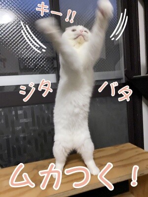 ひめ211
