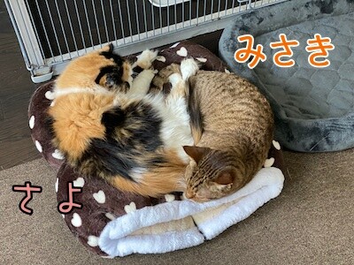 みんな913