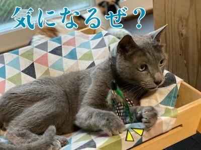 京43