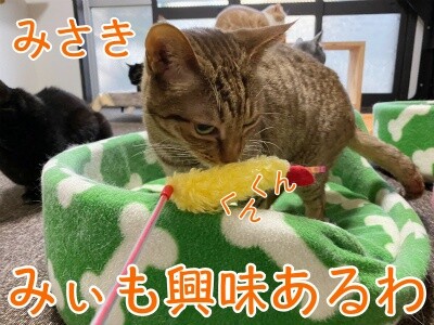 みさき274
