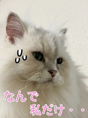 らん234