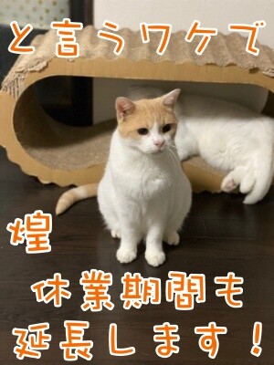 煌239