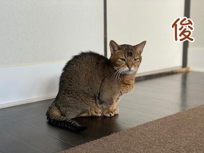 俊21