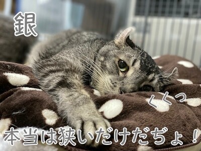 銀555