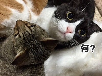 みんな (63)