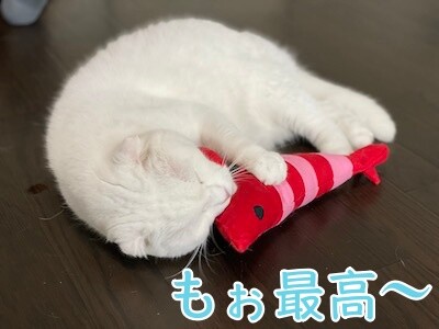 殿117