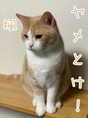 楓932