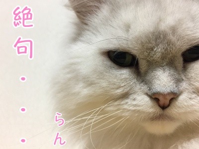 らん53