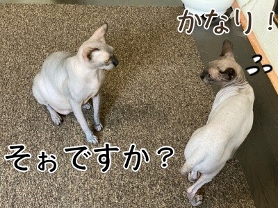 ビオ48