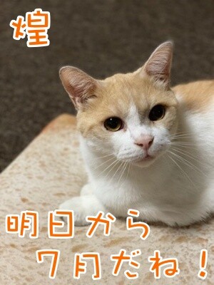 煌221