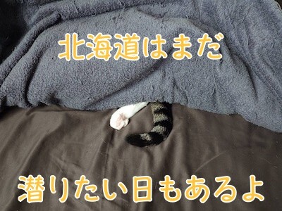 魚卵435