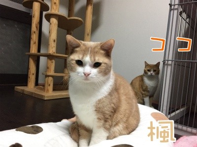 ココナッツ36