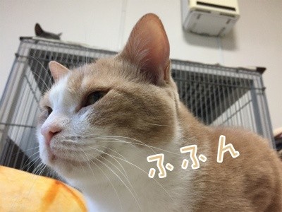 楓515