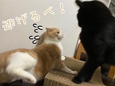 楓978