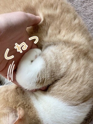 楓1123